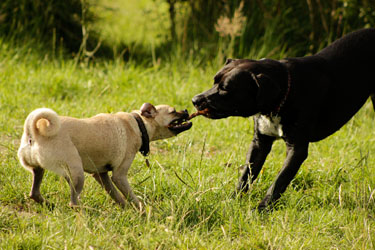 Hundebetreuung Friedrichshain 1